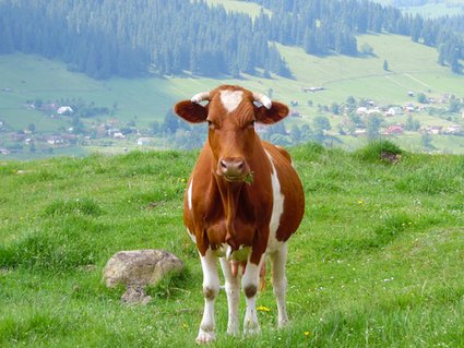 Du und dein Haustier Juni 2025 / DmitrySV/Shutterstock.com