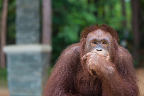 Neue MINT-Welt: Intelligente Tiere