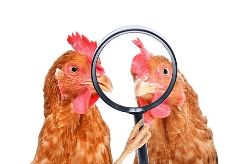Ich wollt', ich wär' ein Huhn